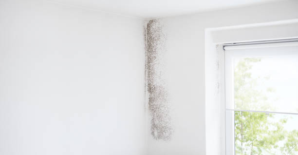 Best Commercial Mold Inspection  in Red Rock, AZ