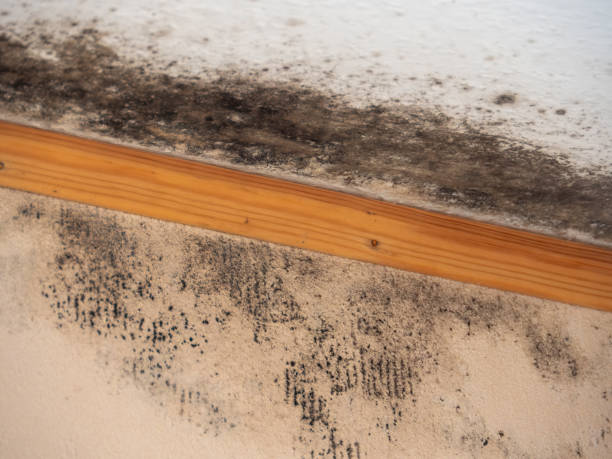 Best Mold-Related Health Consultation  in Red Rock, AZ