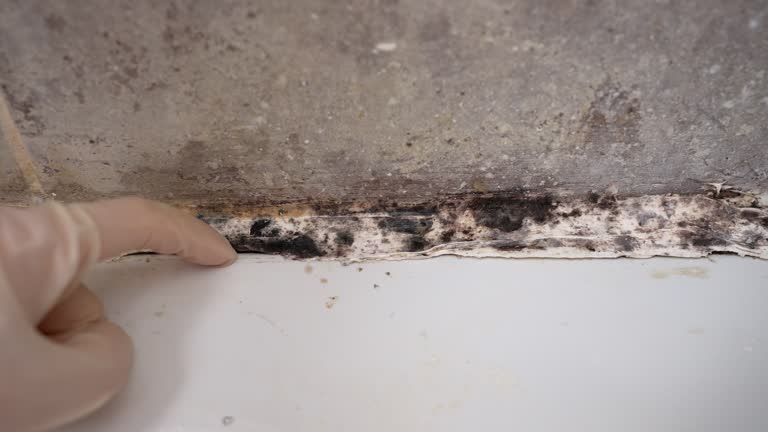 Best Residential Mold Inspection & Testing  in Red Rock, AZ