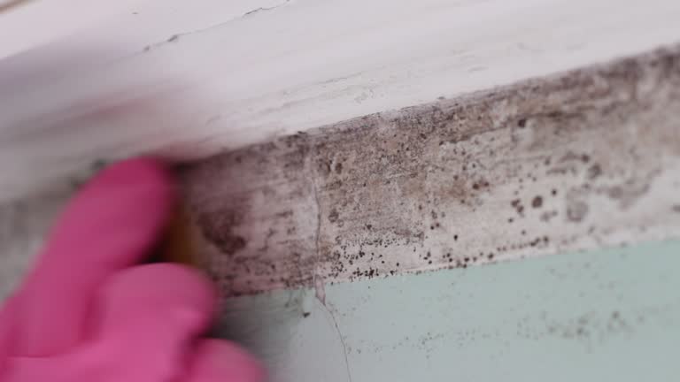 Best Mold Remediation for Healthcare Facilities  in Red Rock, AZ